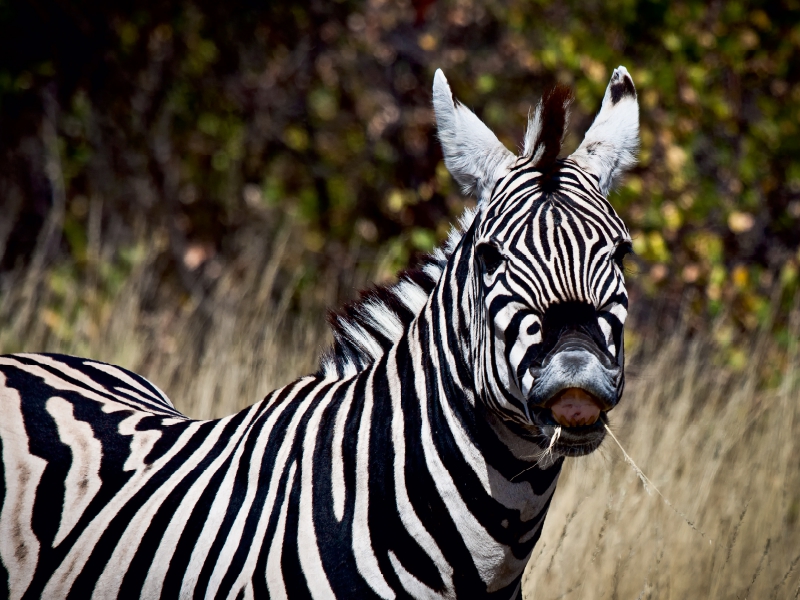 Zebra, Botswana