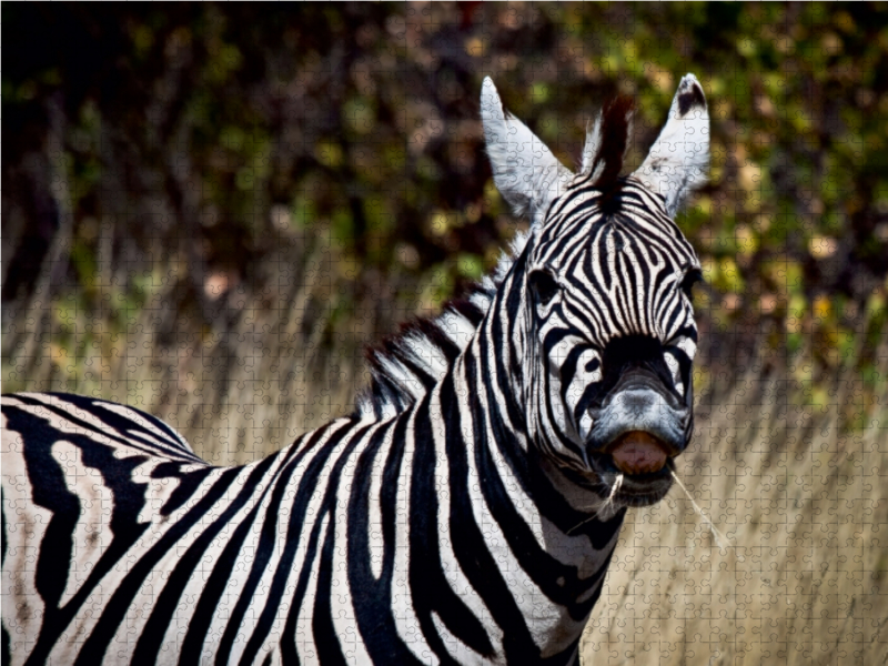 Zebra, Botswana