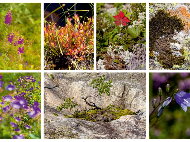 Sehnsucht Norwegen - Abwechslungsreiche Flora in allen Landschaften