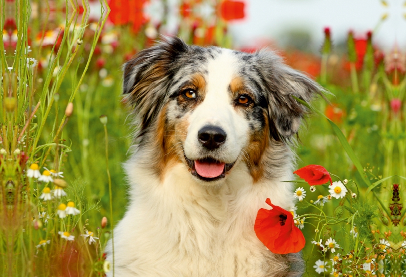 Australian Shepherd