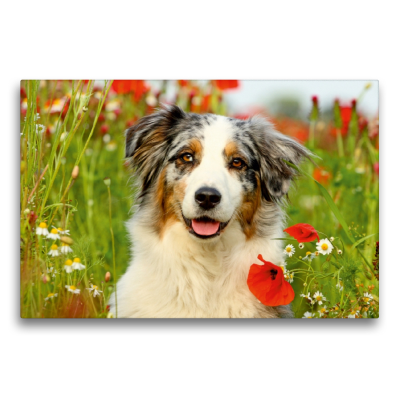 Australian Shepherd