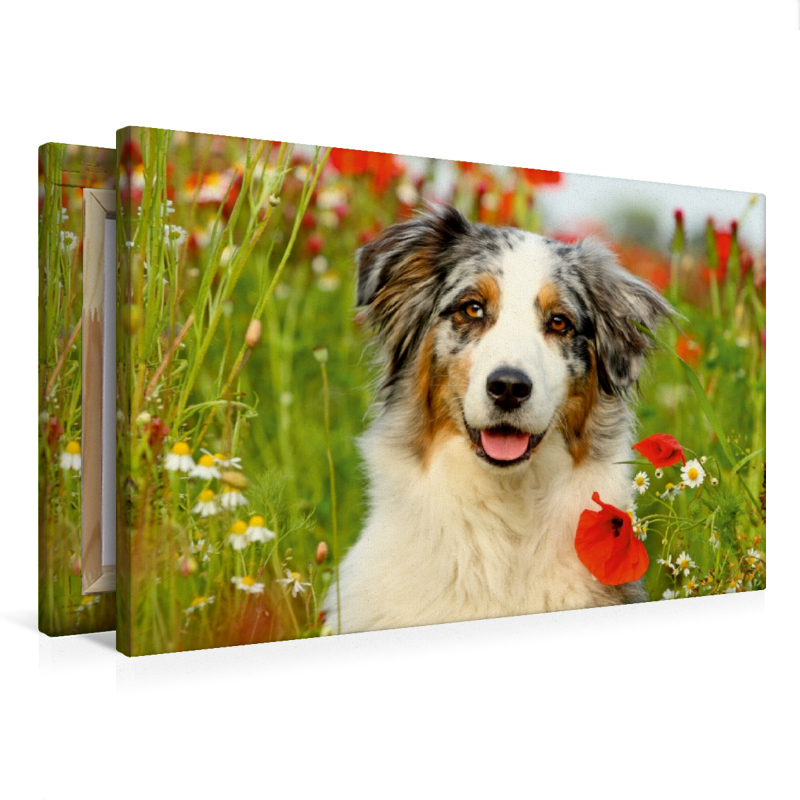 Australian Shepherd