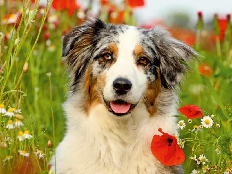 Australian Shepherd