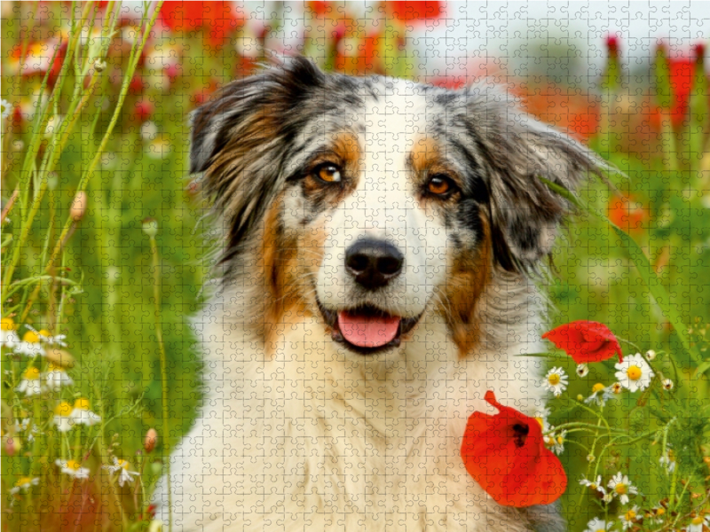 Australian Shepherd