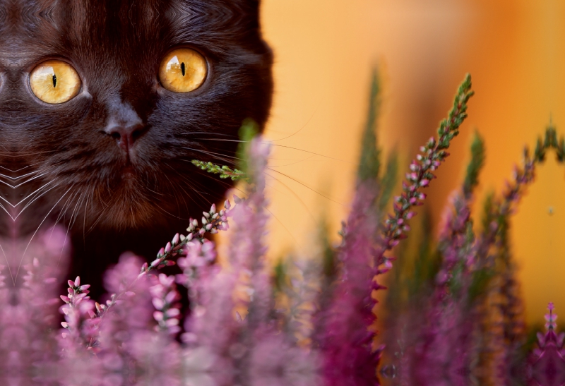 Schokoladige Britisch Kurzhaar Katze in der Heide