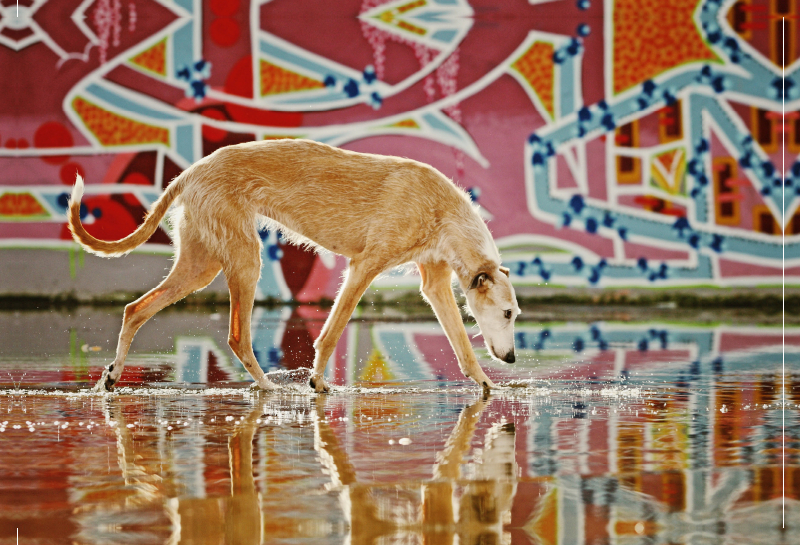 Windhund in Graffiti