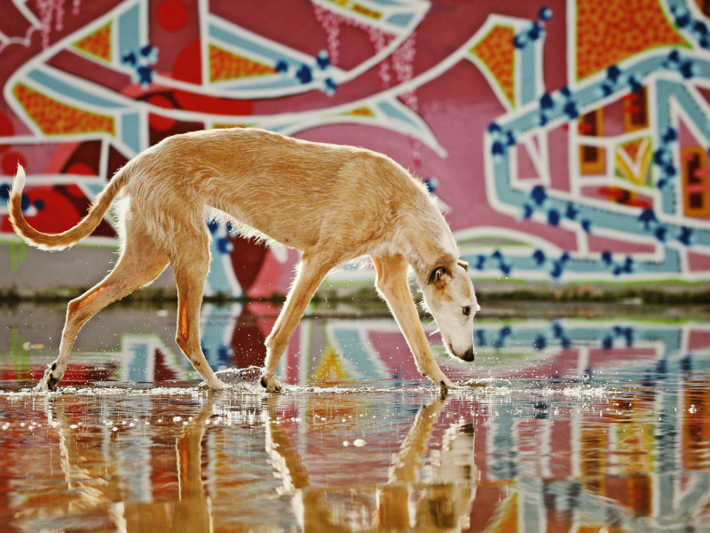 Windhund in Graffiti