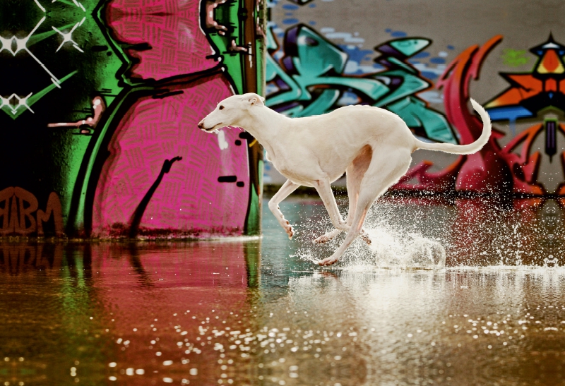 Windhunderennen