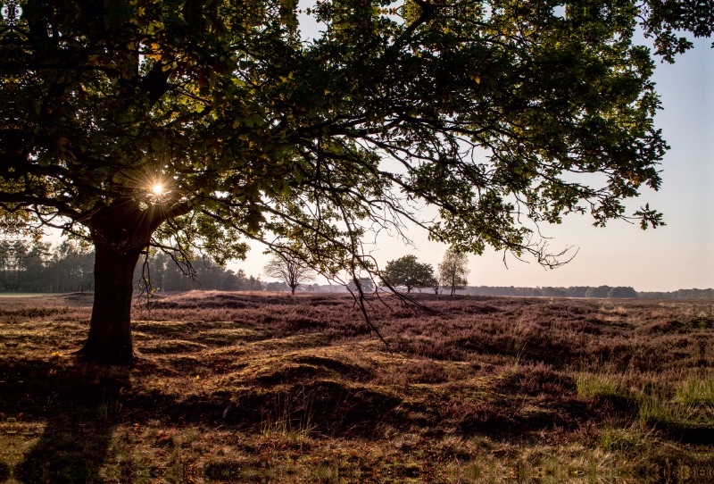 Lüneburger Heide bei Schneverdingen/NI