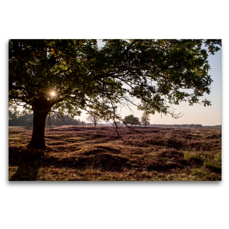 Lüneburger Heide bei Schneverdingen/NI