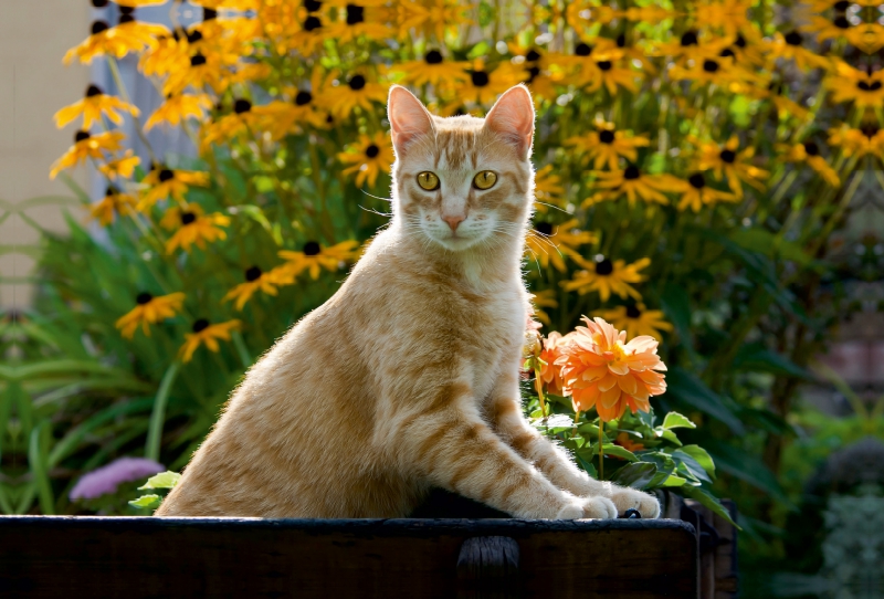 Neugierige rot getigerter Katze in einem blühenden Garten