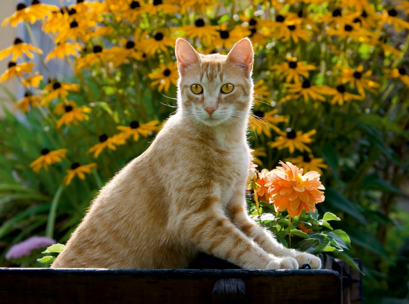 Neugierige rot getigerter Katze in einem blühenden Garten