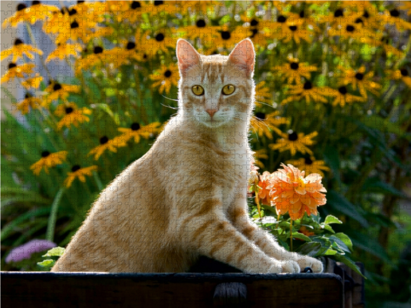 Neugierige rot getigerter Katze in einem blühenden Garten