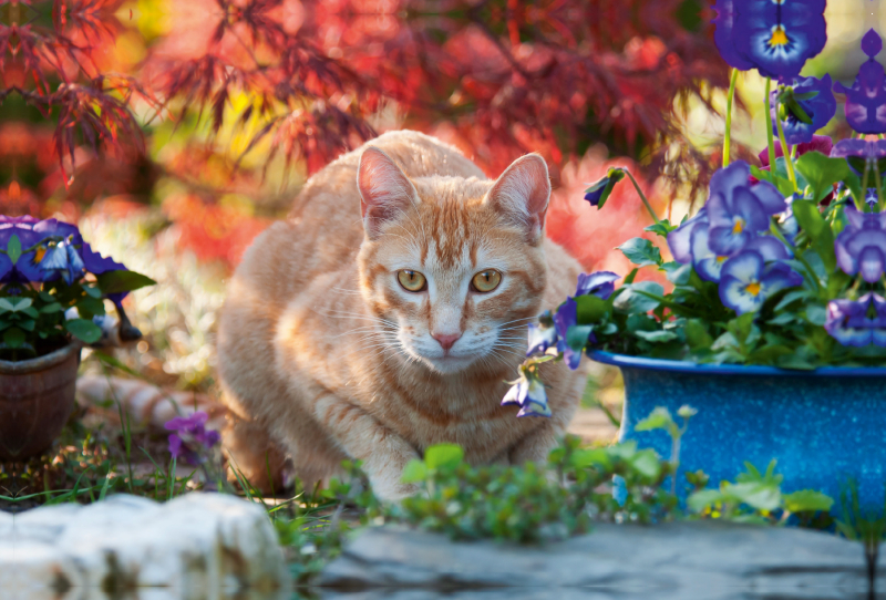 Rot-getigerte Katze in einer bunten Gartenidylle