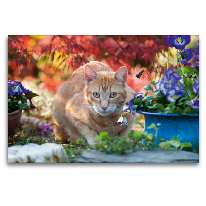 Rot-getigerte Katze in einer bunten Gartenidylle