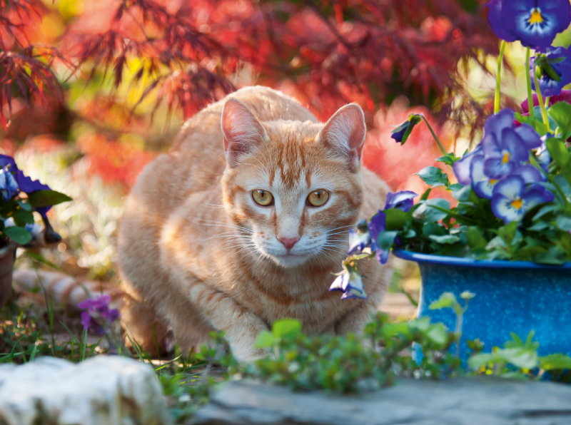 Rot-getigerte Katze in einer bunten Gartenidylle