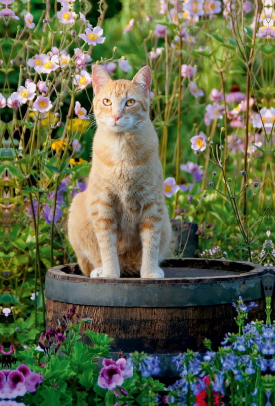 Rote Katze auf Holzfass im blühenden Garten