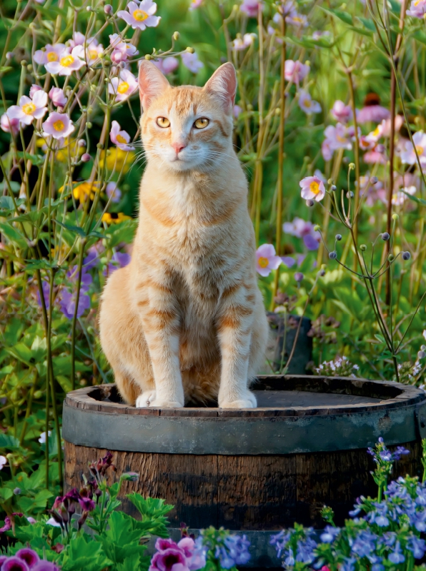 Rote Katze auf Holzfass im blühenden Garten