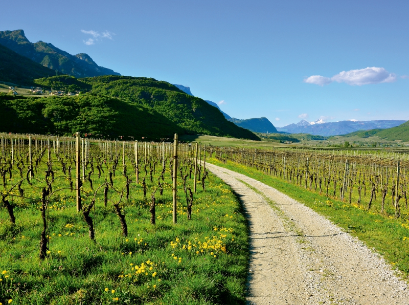 Im Etschtal nahe Tramin