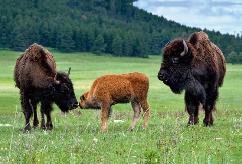 Bison Familie im Custer State Park