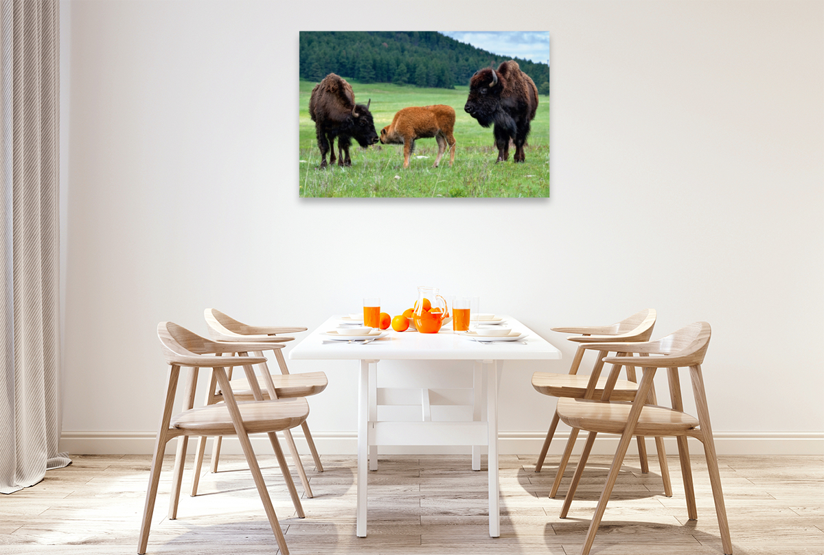 Bison Familie im Custer State Park