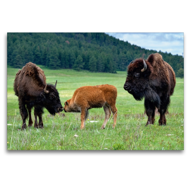 Bison Familie im Custer State Park