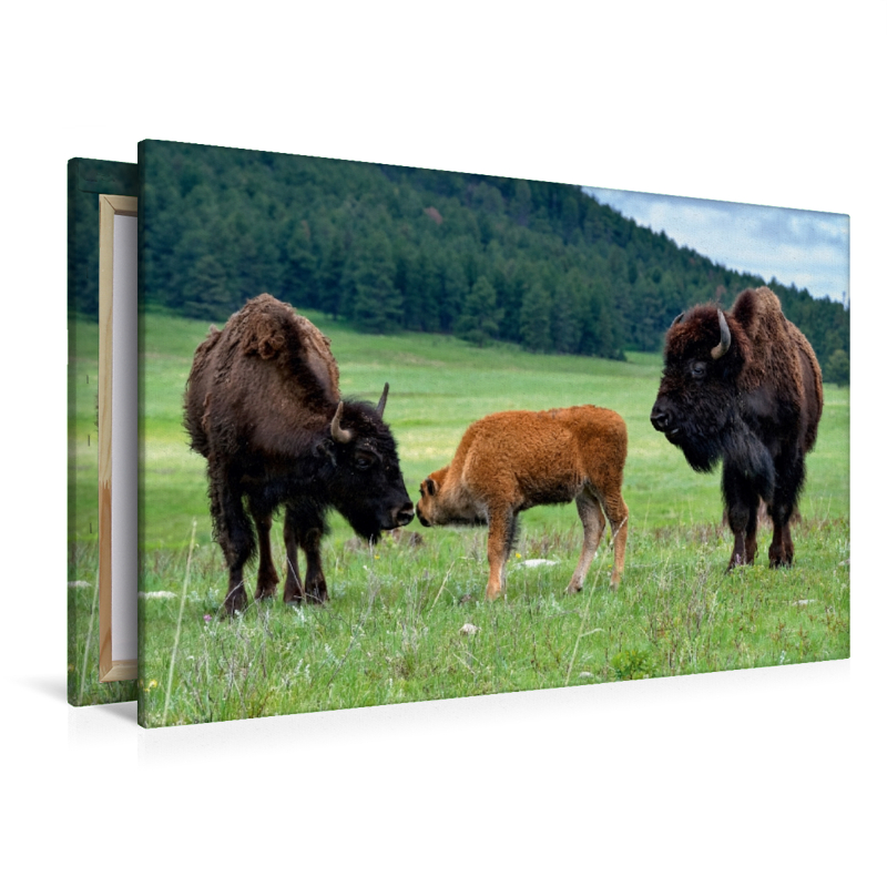 Bison Familie im Custer State Park