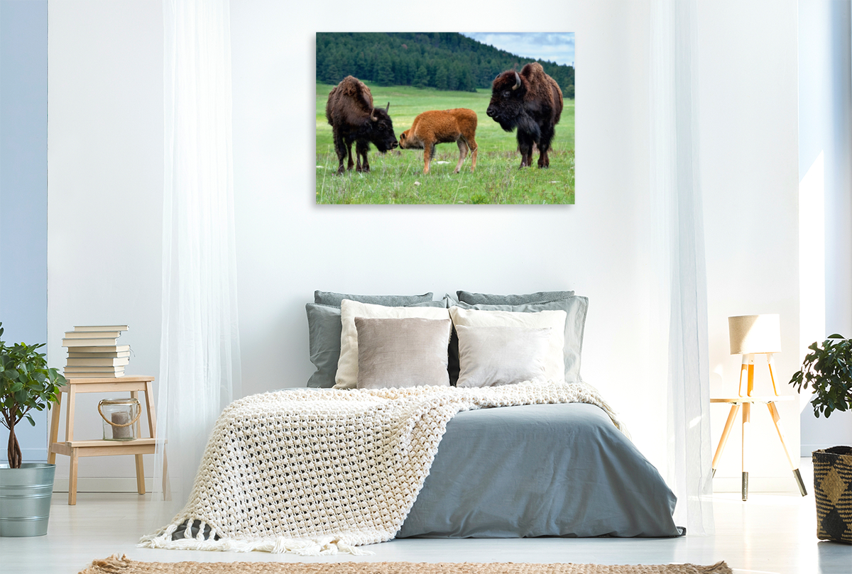 Bison Familie im Custer State Park