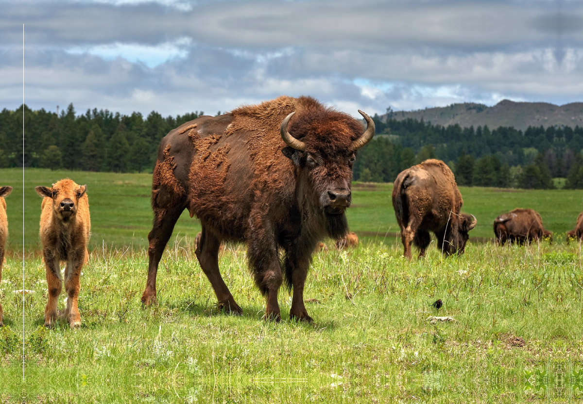 Bison Familie im Custer State Park