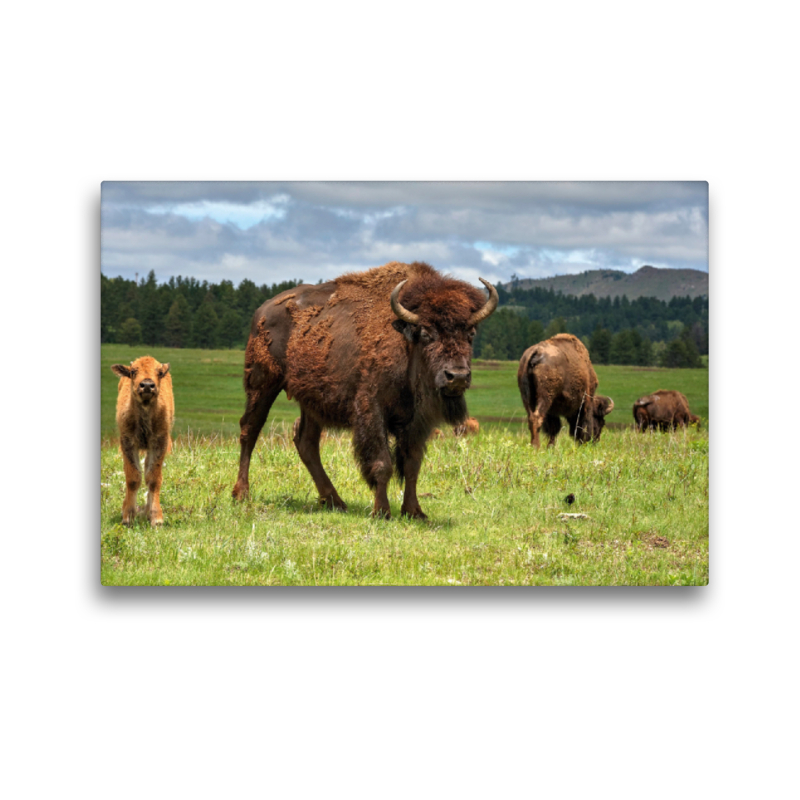 Bison Familie im Custer State Park