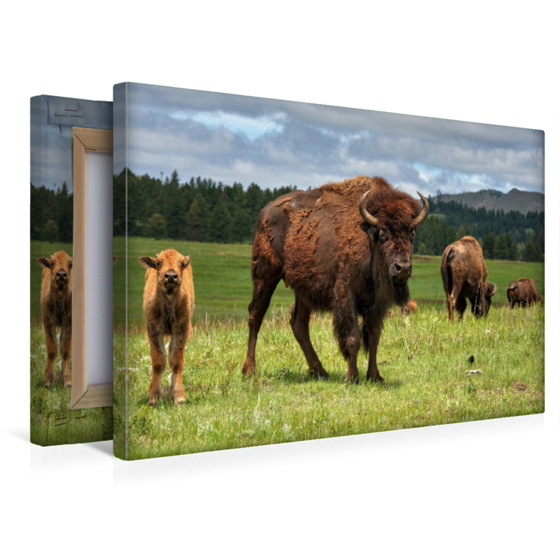 Bison Familie im Custer State Park