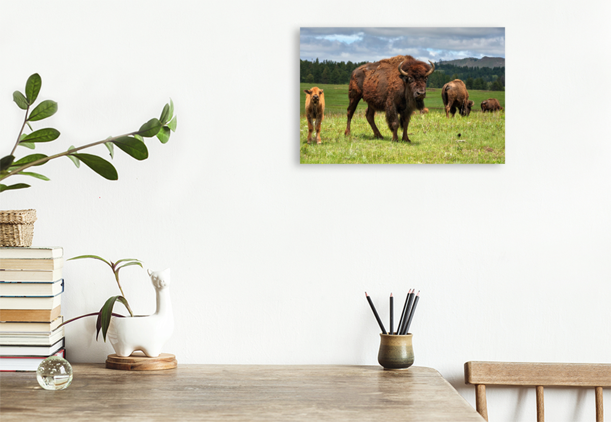 Bison Familie im Custer State Park