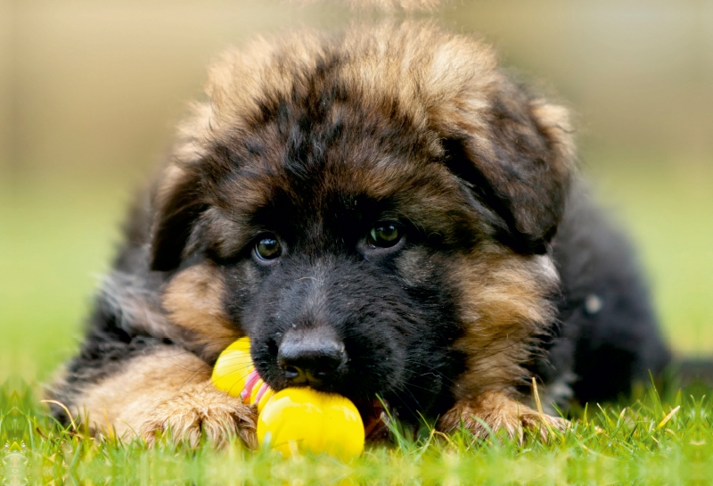 Deutscher Schäferhund Welpe