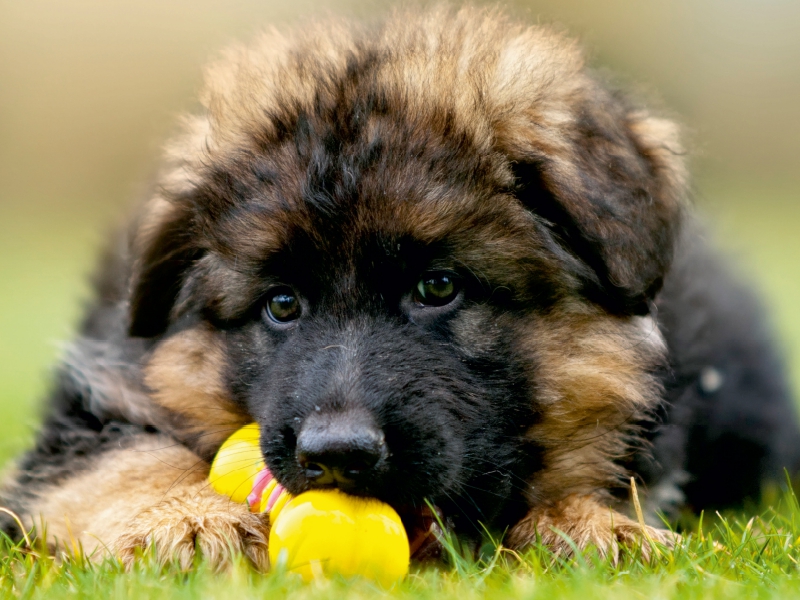 Deutscher Schäferhund Welpe