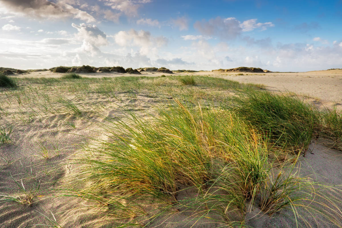 Dünen von Rømø