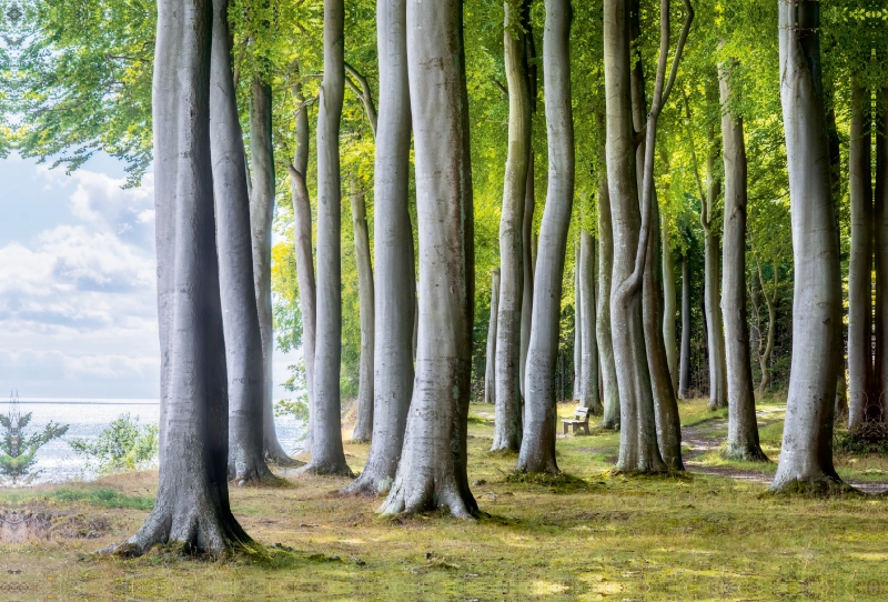 Wald von Fanefjord