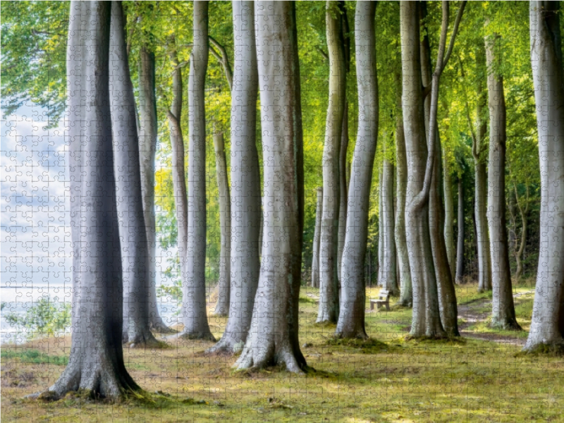 Wald von Fanefjord