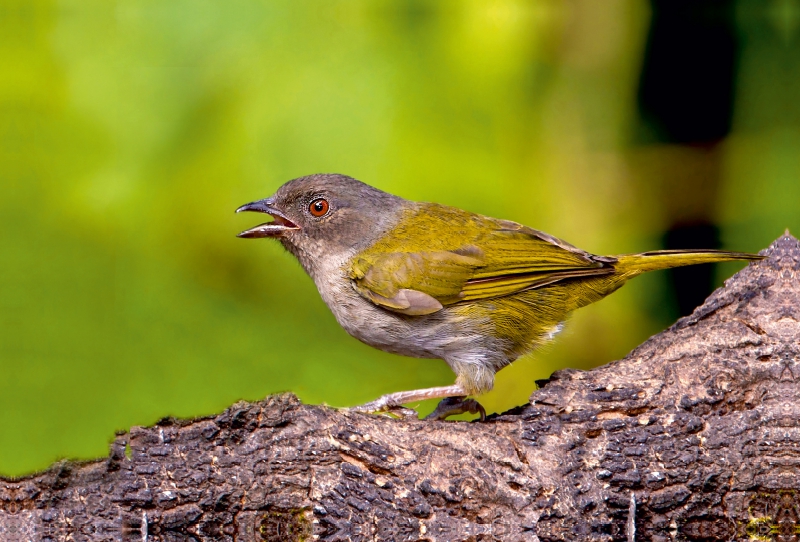 Chlorospingus semifuscus