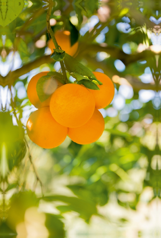 Früchte im Garten