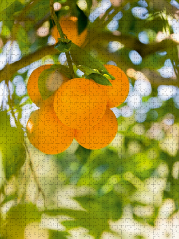 Früchte im Garten