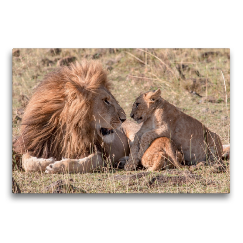 Ein Motiv aus dem Kalender 'Löwen - Raubkatzen Afrikas'