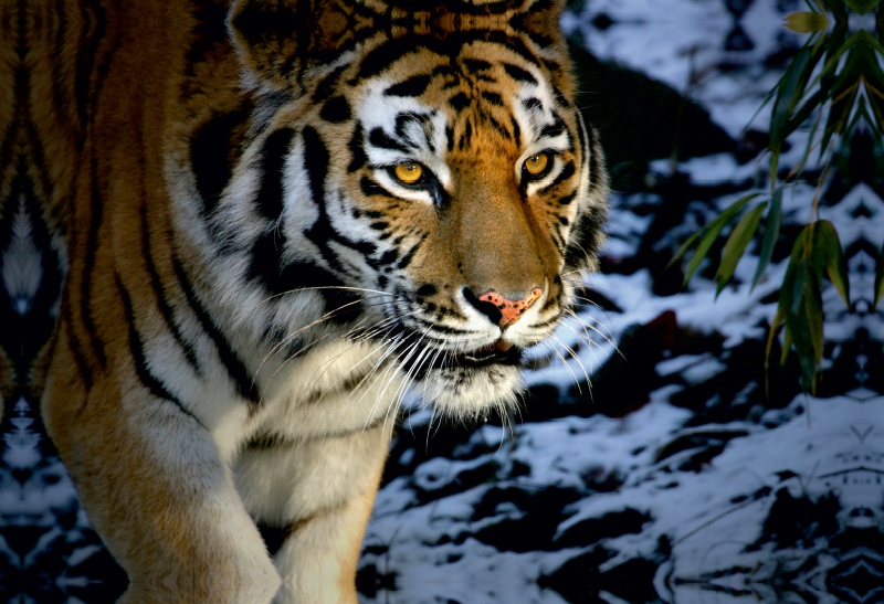 Ein Motiv aus dem Kalender Tiger - die leisen Jäger des Dschungels