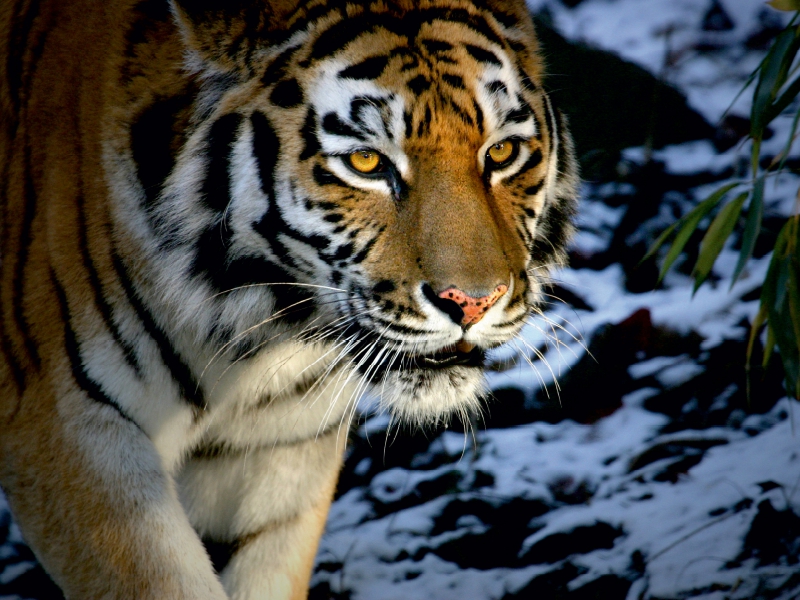 Ein Motiv aus dem Kalender Tiger - die leisen Jäger des Dschungels