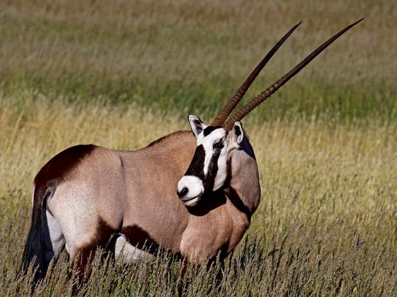 Oryx im Gras, Afrika