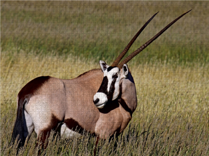 Oryx im Gras, Afrika