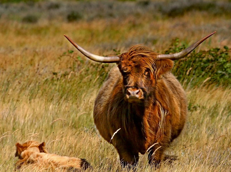 Schottische Hochlandrinder bei de Bollekammer