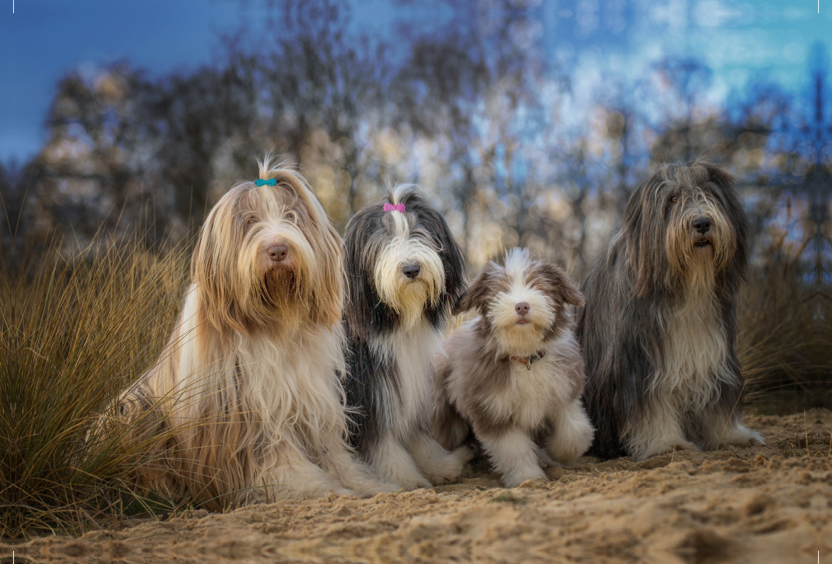 BEARDED COLLIE Truppe mit Welpe