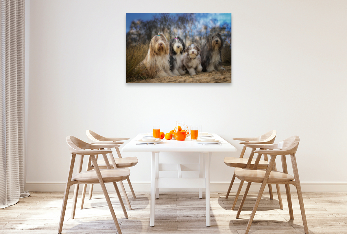 BEARDED COLLIE Truppe mit Welpe