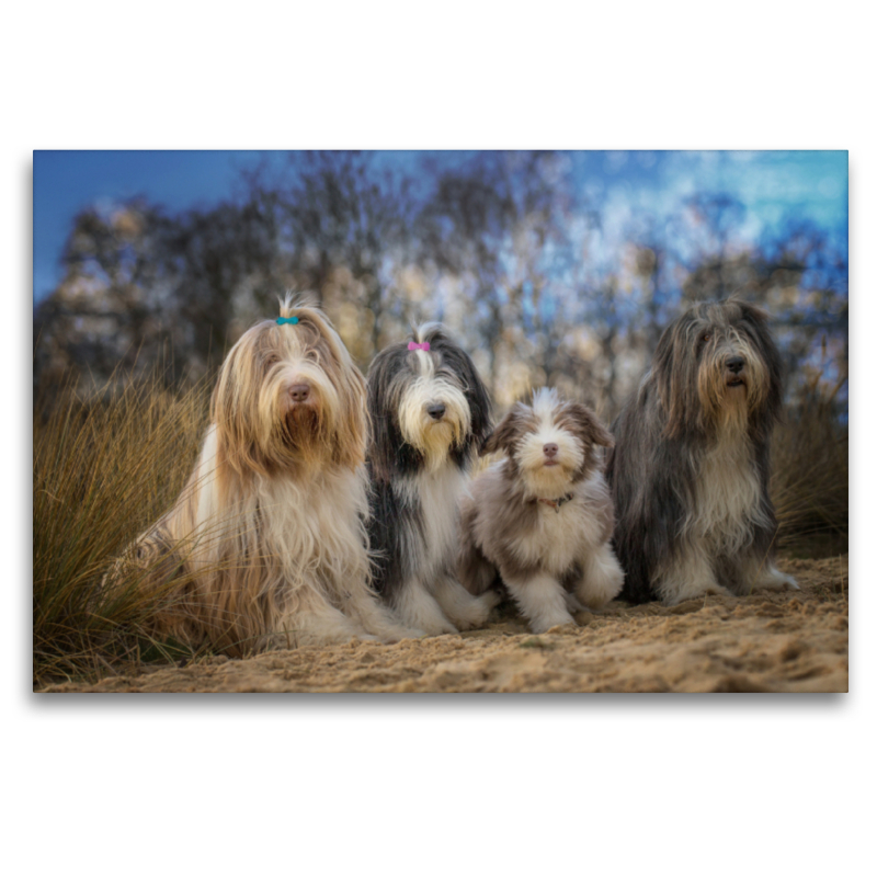 BEARDED COLLIE Truppe mit Welpe