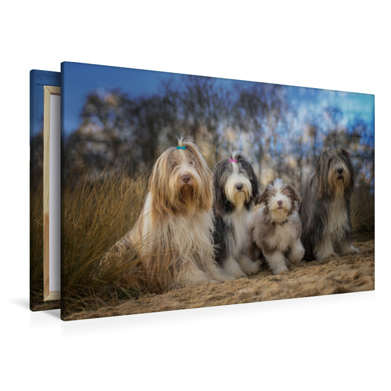 BEARDED COLLIE Truppe mit Welpe